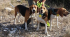 Accouple 3 chiens sangle plate jaune 25cm CANIHUNT 12861