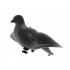 Appelant pigeon ailes tournantes 19291