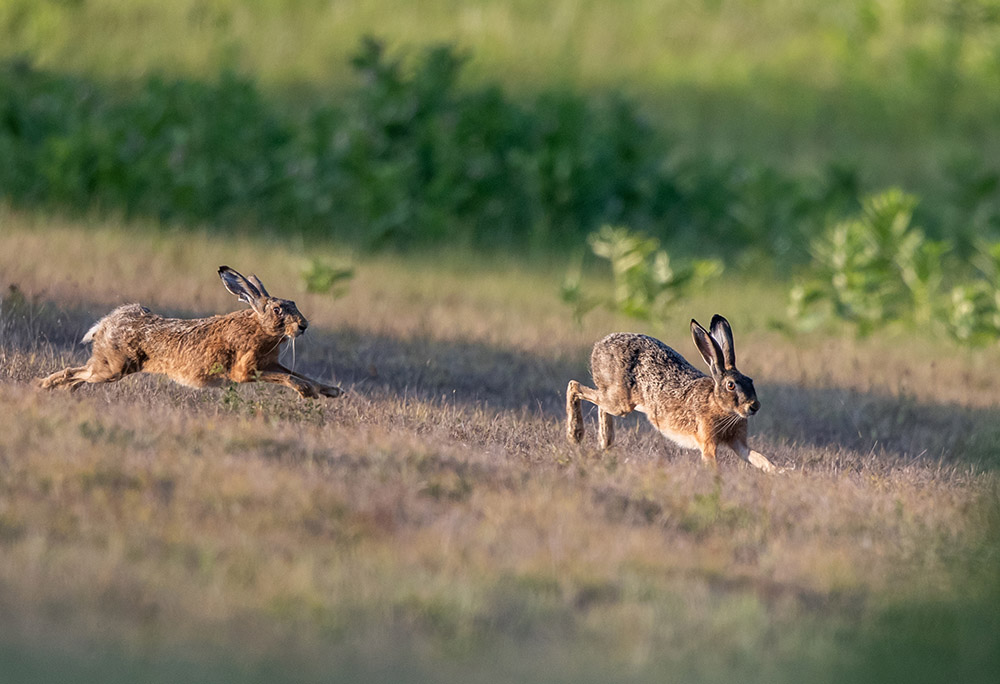 Deux lièvres en pleine course dans une prairie au lever ou à la lumière rasante du soir